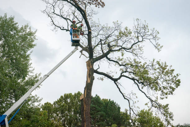 Professional Tree Care in Mount Gilead, OH